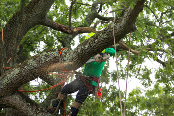 Reliable New Baltimore, VA Tree Services Solutions